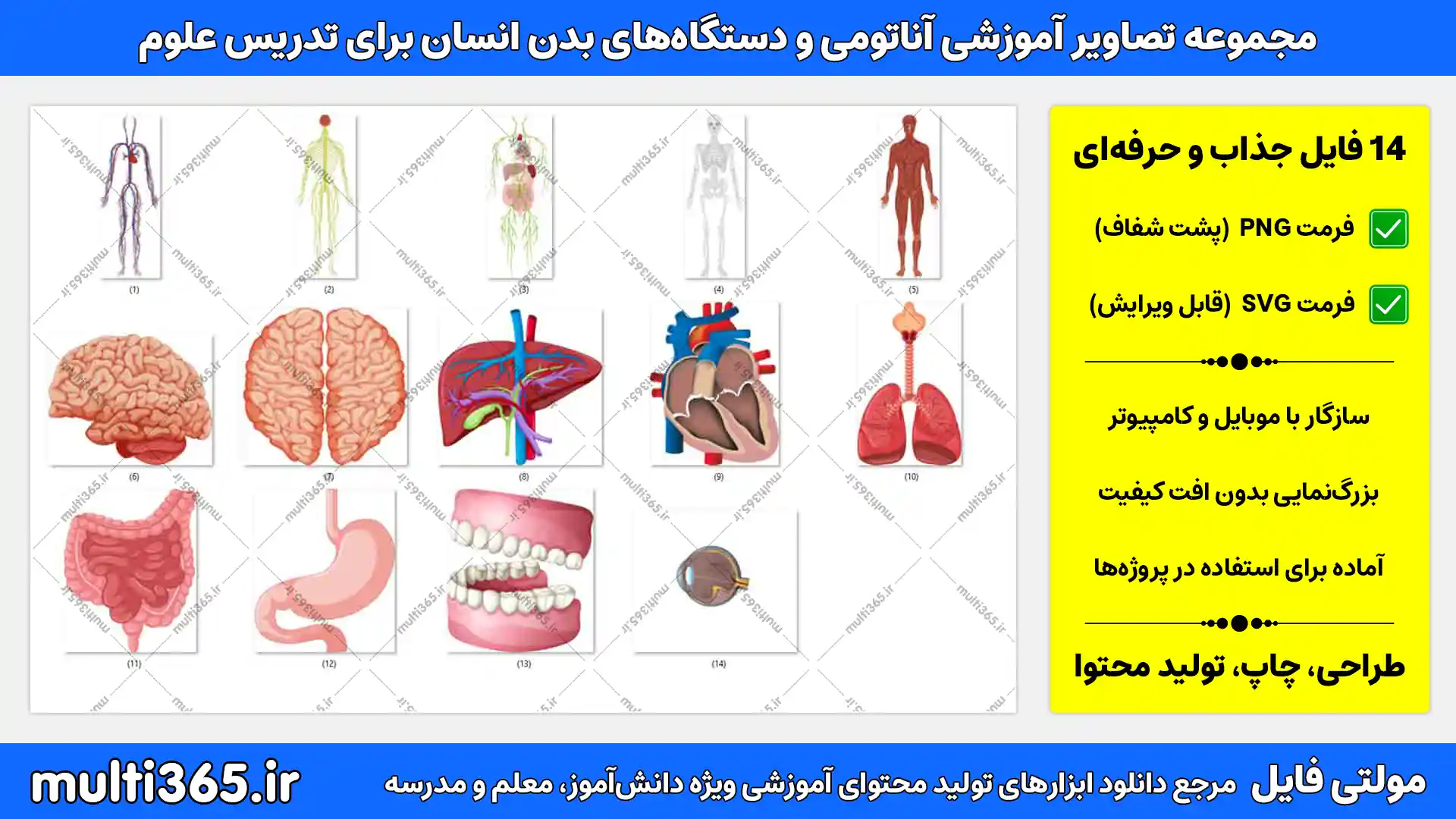 دانلود 14 تصویر آموزشی آناتومی و دستگاه‌های بدن انسان برای تدریس علوم